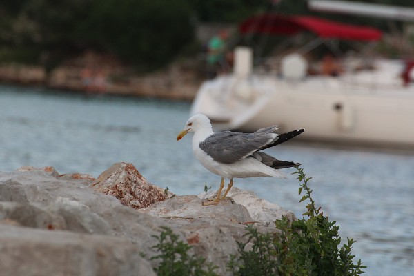 C19908 26-07-2014 Nečujam.jpg